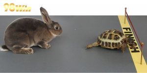 Trải Nghiệm Đua Thỏ Hấp Dẫn Tại 98WIN – Cổng Game Đầy Thú Vị